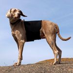 Manta para perros